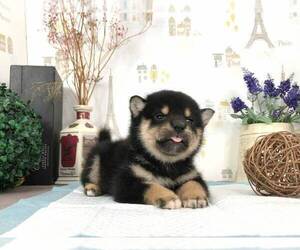 Shiba Inu Puppy for sale in SAN DIEGO, CA, USA