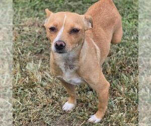 Tulsa - Female Chihuahua-Unknown Mix Dog for Adoption - Photo #4