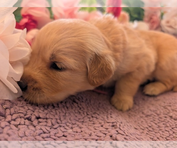 Medium Photo #19 English Cream Golden Retriever Puppy For Sale in DOLORES, CO, USA