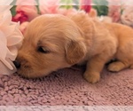 Small #18 English Cream Golden Retriever