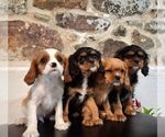 Small #1 Cavalier King Charles Spaniel