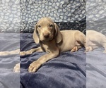 Small Photo #10 Weimaraner Puppy For Sale in CALDWELL, OH, USA