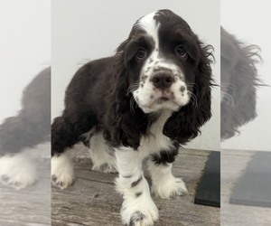 Cocker Spaniel Puppy for sale in INDIANAPOLIS, IN, USA