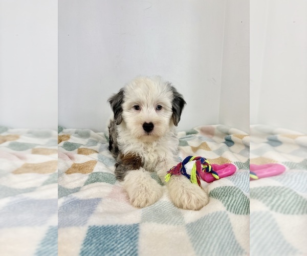 Medium Photo #1 Miniature Bernedoodle Puppy For Sale in FRANKLIN, IN, USA