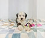Small Miniature Bernedoodle