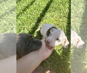 American Pit Bull Terrier Puppy for sale in WESLACO, TX, USA