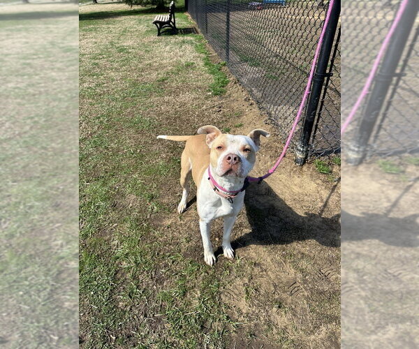 Medium Photo #12 Mutt Puppy For Sale in Evansville, IN, USA