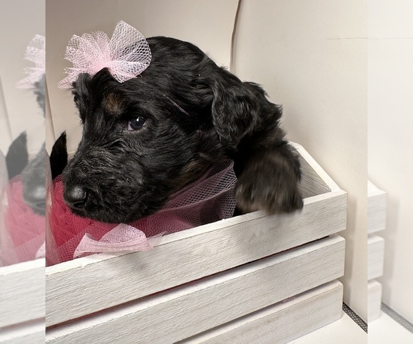 Medium Photo #1 Goldendoodle Puppy For Sale in WHEATFIELD, IN, USA