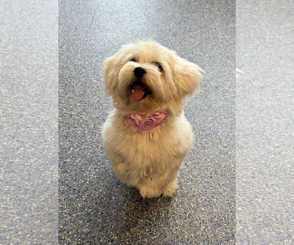Medium Photo #3 Havamalt Puppy For Sale in Phoenix, AZ, USA