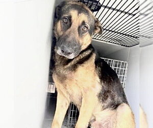 German Shepherd Dog Dogs for adoption in Houston, TX, USA