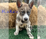 Image preview for Ad Listing. Nickname: Kais puppy