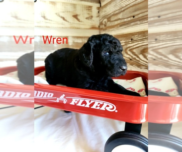 Medium Photo #4 Labradoodle-Poodle (Standard) Mix Puppy For Sale in ALTON, MO, USA