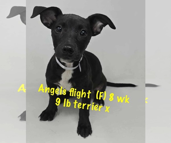 Medium Photo #1 Mutt Puppy For Sale in pomfret, CT, USA