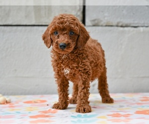 Poodle (Miniature) Puppy for sale in MILLERSBURG, OH, USA