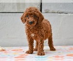 Small Poodle (Miniature)