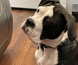 Boxer-English Bulldog Mix Puppy for sale in GR, MI, USA
