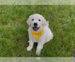 Small #13 English Cream Golden Retriever