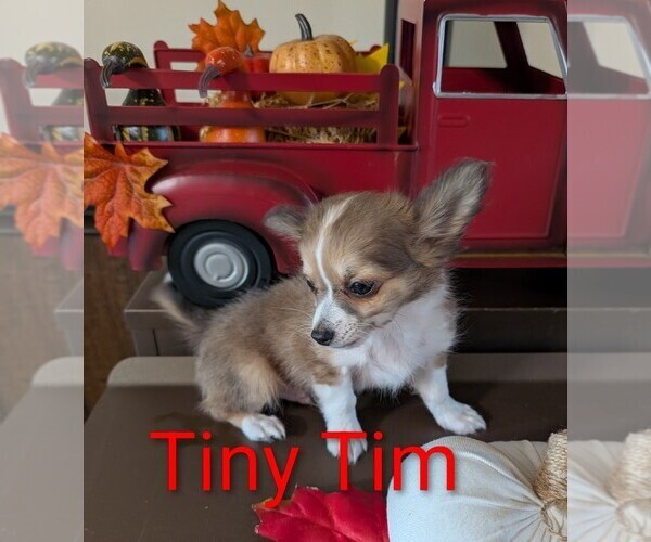 Medium Photo #3 Chihuahua Puppy For Sale in LEBANON, PA, USA