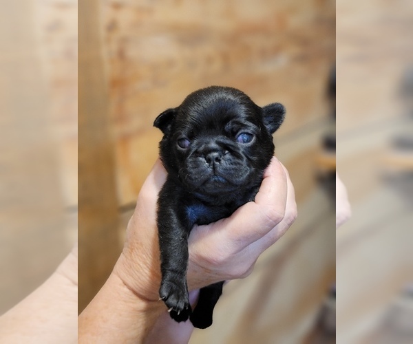 Medium Photo #1 Pug Puppy For Sale in GLENCOE, KY, USA