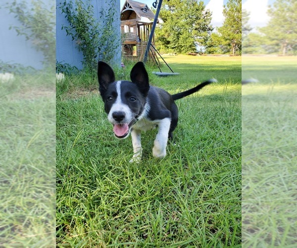 View Ad Border Collie Puppy for Sale near TIFTON
