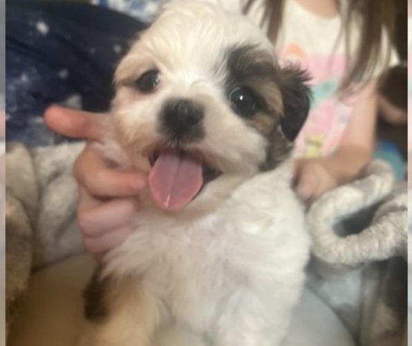Medium Photo #15 Shih Tzu Puppy For Sale in VENETA, OR, USA