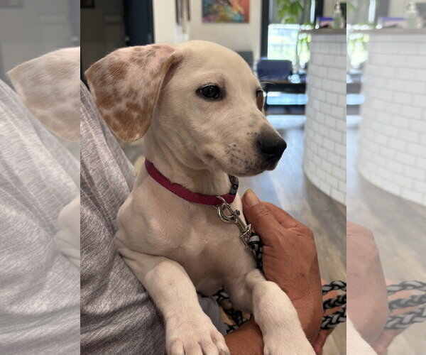 Medium Photo #2 Beagle-Unknown Mix Puppy For Sale in Blairsville, GA, USA