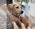 Small #1 Beagle Mix