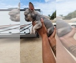 Small Photo #2 French Bulldog Puppy For Sale in RIVERBANK, CA, USA
