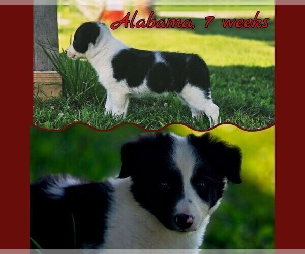 Medium Photo #38 Border Collie Puppy For Sale in BROOKFIELD, MO, USA