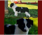 Small #3 Border Collie