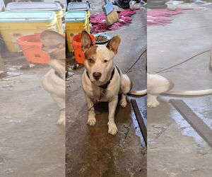 Ozzy - Male Staffordshire Bull Terrier-Unknown Mix Dog for Adoption - Photo #9