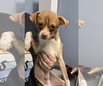Small Chihuahua Mix
