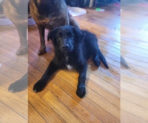 English Shepherd Puppy for sale in SCHUYLERVILLE, NY, USA