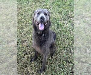 Chow Chow-Unknown Mix Dogs for adoption in Forestville, MD, USA