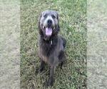 *VINNIE - Male Chow Chow-Unknown Mix Dog for Adoption - Small photo