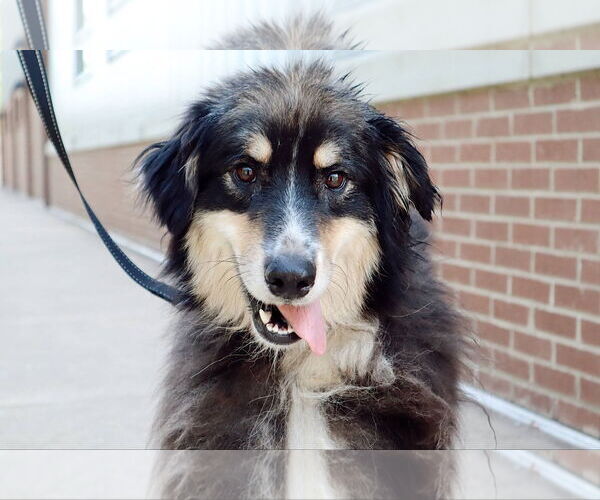Medium Photo #1 Mutt Puppy For Sale in Shelburne, VT, USA