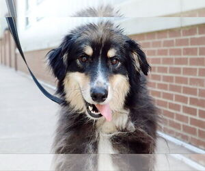 Mutt Dogs for adoption in Shelburne, VT, USA