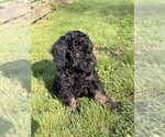 Puppy Cirie Aussiedoodle