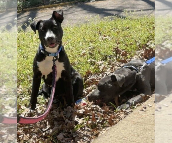 Medium Photo #3 Mutt Puppy For Sale in Wenonah, NJ, USA