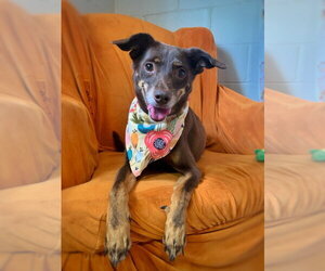 Lincoln - Male Mutt Dog for Adoption - Photo #5