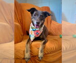 Small Photo #5 Mutt Puppy For Sale in San Leon, TX, USA