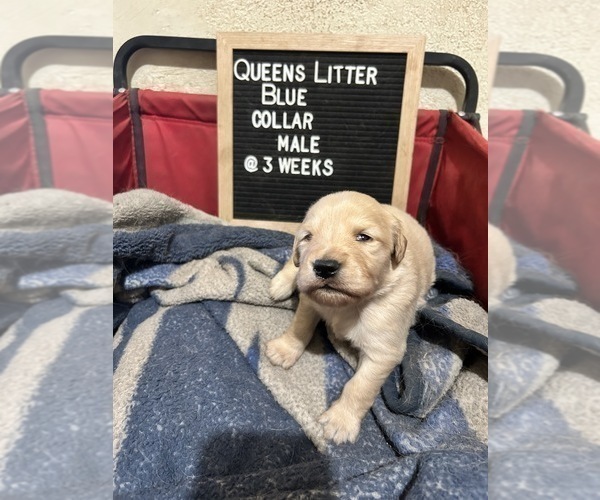 Medium Photo #3 Golden Retriever Puppy For Sale in ONTARIO, CA, USA