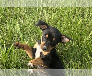 Chiweenie Puppy for sale in ELBERFELD, IN, USA