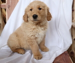 Small #2 Golden Retriever