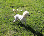 Yukon - Male Poodle (Toy) Puppy for Sale - Photo #20