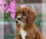 Small #4 Cavapoo