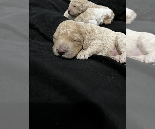 Medium Photo #12 Goldendoodle Puppy For Sale in SAINT LOUIS, MO, USA