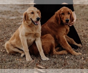 Mother of the Golden Retriever puppies born on 07/04/2026