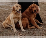 Small Photo #1 Golden Retriever Puppy For Sale in EAST DUBLIN, GA, USA
