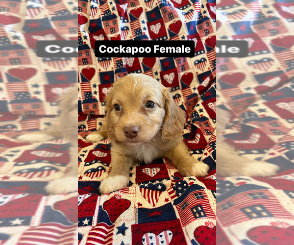 Medium Photo #3 Cocker Spaniel-Poodle (Miniature) Mix Puppy For Sale in AMSTERDAM, MO, USA